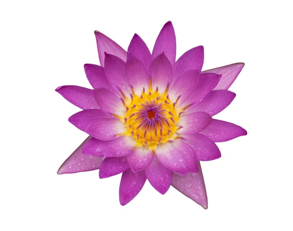 Beautiful Purple Lotus with water drops on white background — Stock Photo, Image