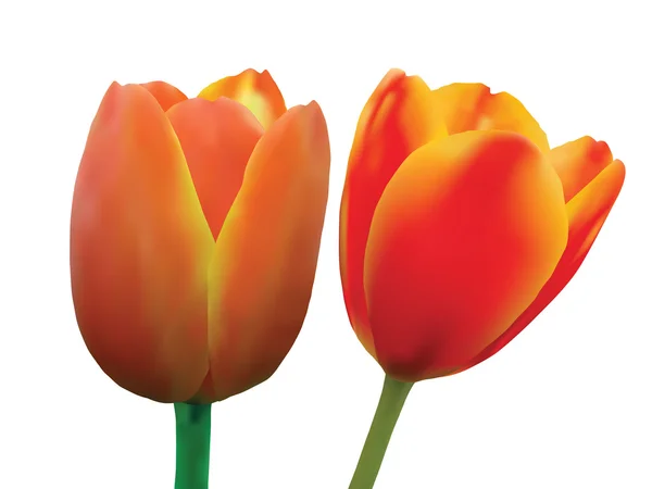 Tulipán aislado en fondo blanco Vector Ilustración — Vector de stock