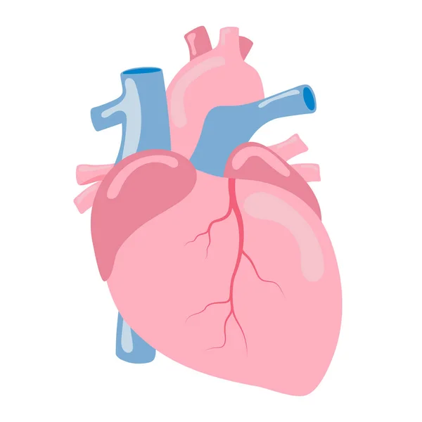 Corazón Humano Órgano Interno Anatomía Vector Ilustración Plano Diseño — Archivo Imágenes Vectoriales