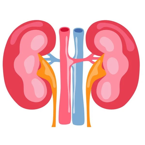 Rim Humano Órgão Interno Anatomia Vetor Ilustração Plana Design — Vetor de Stock