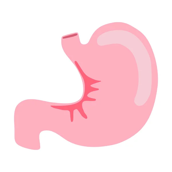 Stomach Human Internal Organ Anatomy Vector Illustration Flat Design — Stock Vector