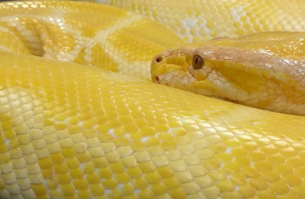 Cercano Serpiente Pitón Amarilla — Foto de Stock