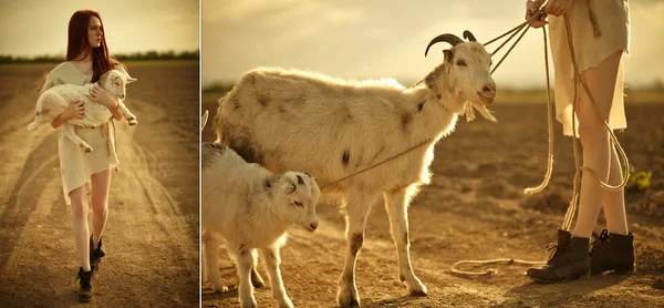 Вівчарські кіз — стокове фото