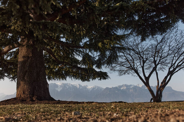 Panorama In Switzerland of the Alps Mountains. Large green tree as well as dry small Royalty Free Stock Images