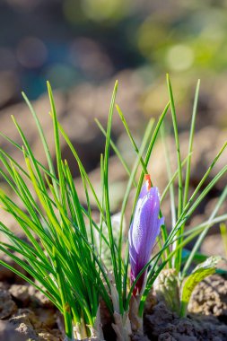 Safran çiçeği tomurcuğu güneşte büyür. Çiçekteki kırmızı lekeler şimdiden fark edilir..