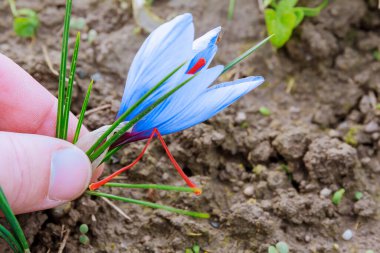 Safran çiçeği çiçek açtı, çiftçi kendi tarlasında üç erkekli bir çiçek kopardı..