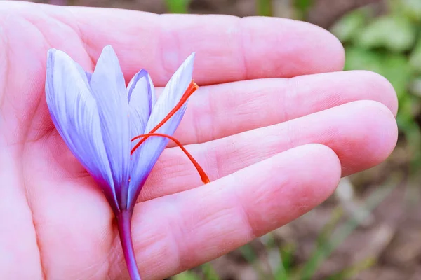 Beautiful purple saffron flower in the hand of a girl on a background of saffron field. Three ripe red stamens.