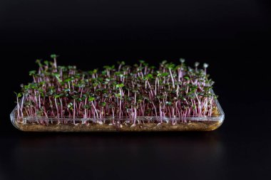 Siyah arka planda mikroyeşil fideler. Sağlıklı beslenme. Multivitamin ürünü.