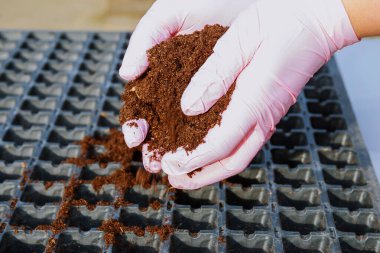 Bir işçi elleriyle fide yetiştirmek için kabın içine turba döker. Erken tohum ekme serası.