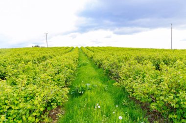 Panoramik tarım manzaraları. Güneş doğarken harika bir kırsal alan. Frenk üzümü tarlasının ve renkli gökyüzünün inanılmaz manzarası. Meyve çiftliğinin panoramik manzarası. Zengin hasat konsepti. Seçici odak