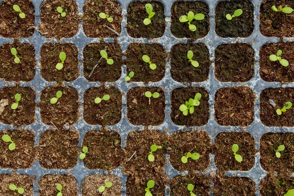 Salat Kam Zum Wachsen Ein Gefäß Salatblätter Sind Mit Sauerstoff — Stockfoto
