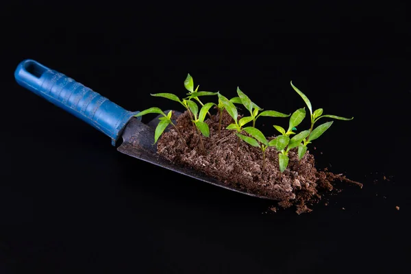 Pfefferpflanzung Auf Dem Beleuchteten Schwarzen Hintergrund Pfefferpflanzen Für Zusätzliche Gartengeräte — Stockfoto