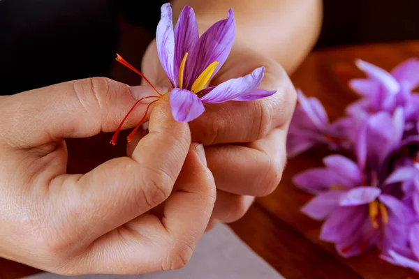 Stamens of saffron flowers are torn off by the hands of a girl. Stamens from saffron cats are among the most expensive spices.