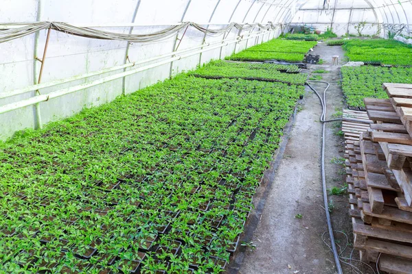 Tomato Seedlings Grown Greenhouse Agricultural Activity Proper Planting Tomato Seedlings — Stock Photo, Image