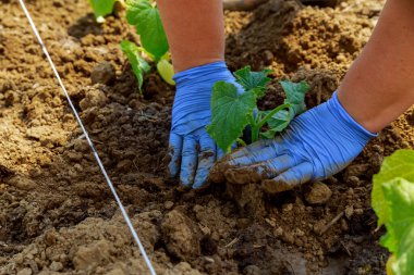 Bir işçi serada salatalık yetiştirir. Faydalı ve çok vitaminli sebze.