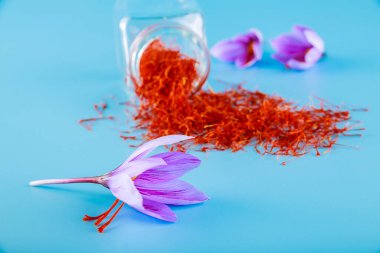 Mavi arka planda kırmızı erkekli safran çiçeği. Kavanozdan kuru erik döküldü. Baharat erkekten yapılır..