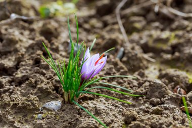 Güzel çiçek, mor safran tomurcuğu. İlk kar damlasının çiçekleri. Üst Manzara. Sertifika. Peyzaj.