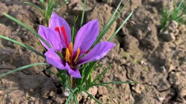 Bir arı safran çiçeğinden polen toplar. Arı kovanının yanında Crocus büyüyor. Çiçek açmak ve safran hasat etmek.