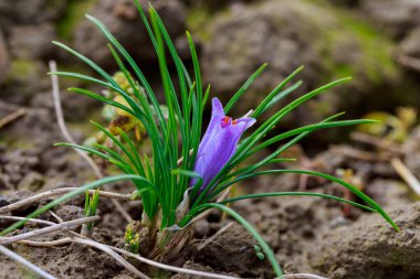 Güzel çiçek, mor safran tomurcuğu. İlk kar damlasının çiçekleri. Üst Manzara. Sertifika. Peyzaj.