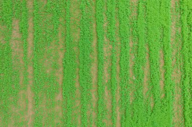 Yeşil alan. Tasarımcı arka planı için doku. Mesaj yazmak için bir yer. Büyük yeşil tarlalar, üst manzara..