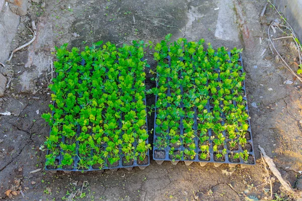 セリー苗は泥炭のカセットで成長します 地面に植えられました マルチビタミン野菜 上からの眺め — ストック写真