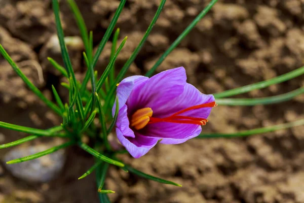 Prachtige Bloem Paarse Saffraankrokusknop Bloei Van Eerste Sneeuwdruppel Bovenaanzicht Certificaat — Stockfoto