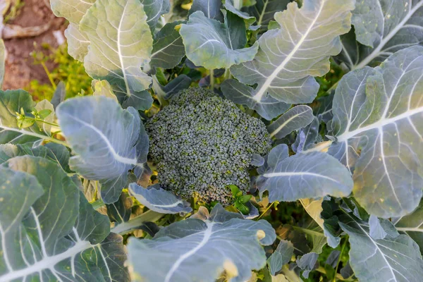 Brokuły Rosną Glebie Organicznej Działce Warzywnej Brokuły Naturalnych Warunkach Zbliżenie — Zdjęcie stockowe