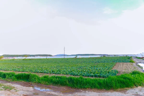 Una Gran Plantación Repollo Planta Cerca Invernaderos Cultivar Col Grandes — Foto de Stock