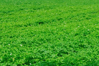 Patates tarlası çiçek açmış. Yeşil patates sapları. Çiftlik.