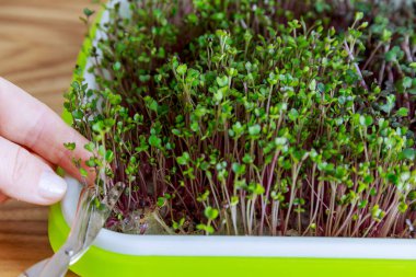 Çiftçi lahananın mikroyeşilliklerini makasla keser. Salata pişiriyorum. Multivitamin ürünü.