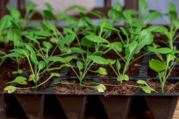 Σπορόφυτα Λάχανου Φόντο Πράσινων Φύλλων Λάχανου Γλάροι Καλλιεργούνται Κασέτες Γεωργική — Φωτογραφία Αρχείου