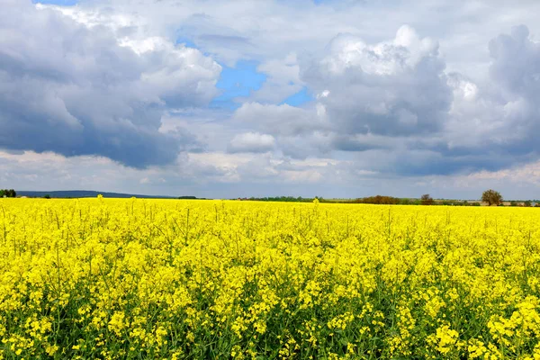 Yellow Rapeseed Field Background Blue Sky Rapeseed One Most Common — Stock Photo, Image