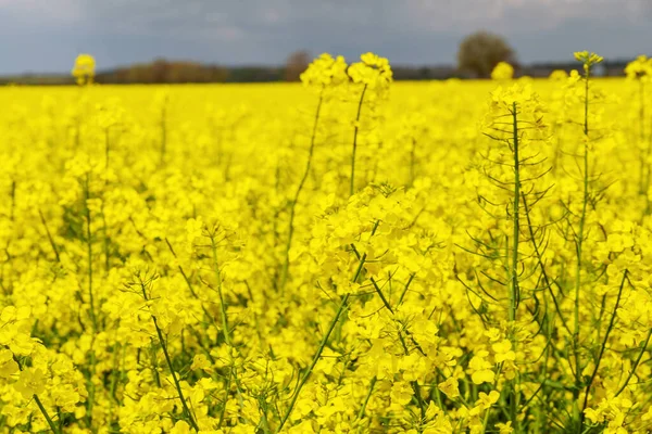 Yellow Rapeseed Field Rapeseed One Most Common Oilseeds World Feed — Stock Photo, Image