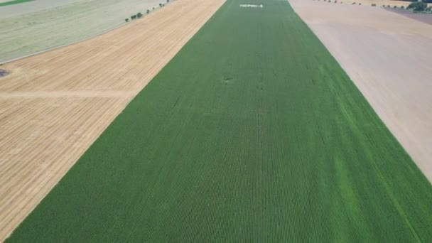 Vista superior de plantas de maíz balanceándose en el viento. El maíz crece en hileras uniformes en el campo. Vista desde el dron. — Vídeo de stock