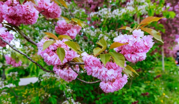 Vackra Ljusrosa Sakura Blommor Blommade Grenarna Sakura Blommar Tidigt Våren — Stockfoto