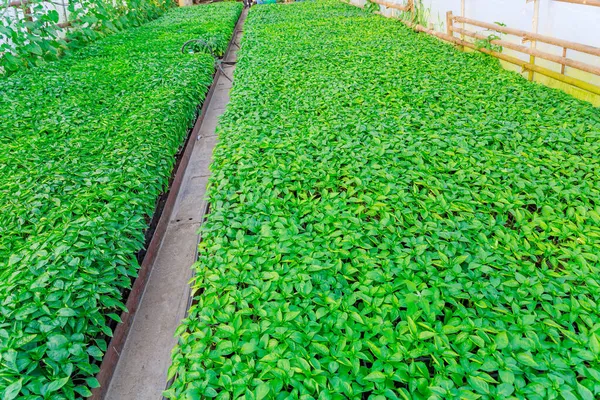 Yeşil Biber Tohumları Bir Tohum Yığını Organik Sebze Fideleri Sera — Stok fotoğraf