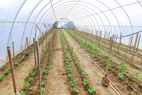 Tomates, pepinos y pimientos se cultivan en un invernadero y se riegan con un sistema de riego por goteo. —  Fotos de Stock