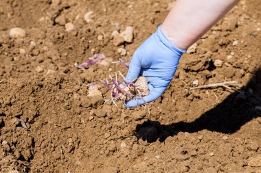 Kız elinde filizlenmiş bir patates tutuyor ve onu toprağa ekiyor. Açık arazide patates yetiştiriyor..