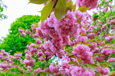 Dallarda güzel pembe sakura çiçekleri açtı. Sakura ilkbaharın başlarında çiçek açar..