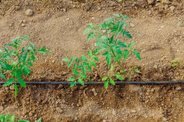 Domatesler bir serada yetiştirilir ve bir damlama sulama sistemi domatesleri sulamak için kullanılır. Sebze yetiştiriyorum.