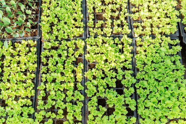 Saláta Káposzta Palánták Kazettákban Üvegházi Termesztésre Zöldségeket Termesztenek Üvegházakban Kora — Stock Fotó