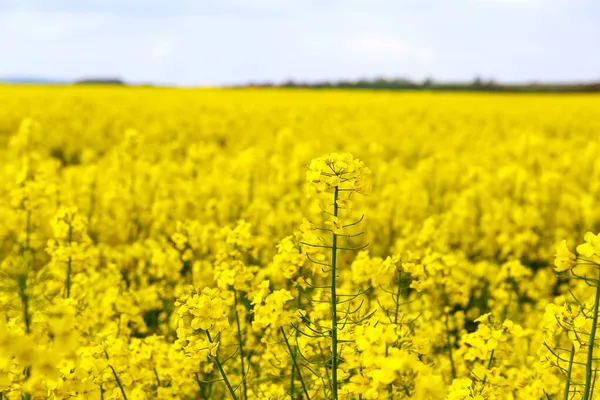 Rapeseed Flower Close Background Yellow Rapeseed Field Blue Sky — Stock Photo, Image