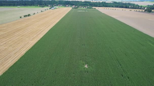 Pemandangan lapangan gandum musim panas yang indah. Pandangan atas bidang gandum dari dua varietas yang berbeda. — Stok Video