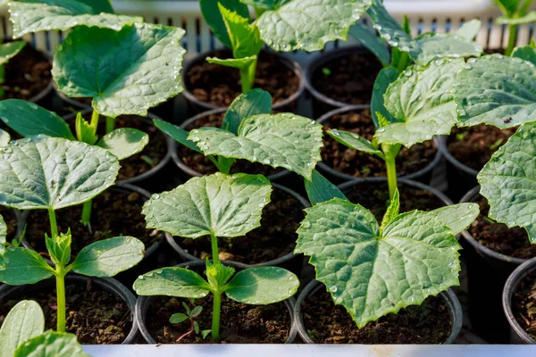 Σπορόφυτα αγγουριού σε τύρφη για καλλιέργεια. Καλλιέργεια λαχανικών σε θερμοκήπιο. — Φωτογραφία Αρχείου