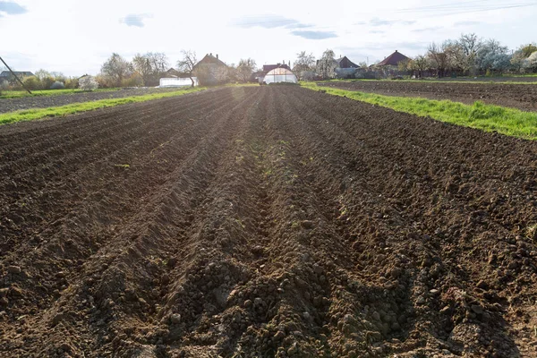 In the field planted rows of potatoes. Home growing potatoes. — Stock Photo, Image