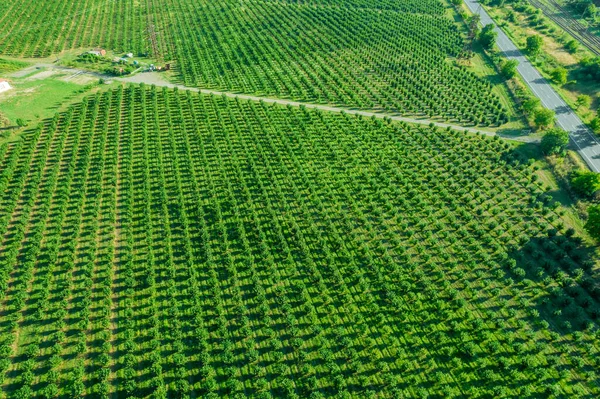 Um grande campo com arbustos de avelã, que são plantados em fileiras retas perto da estrada e da ferrovia. Vista de cima. — Fotografia de Stock