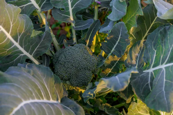 Brokuły rosną w glebie organicznej na działce warzywnej. Brokuły w warunkach naturalnych, zbliżenie. — Zdjęcie stockowe