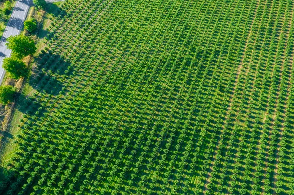 A large field with hazel bushes, which are planted in straight rows near the road . View from above. — Stock Photo, Image