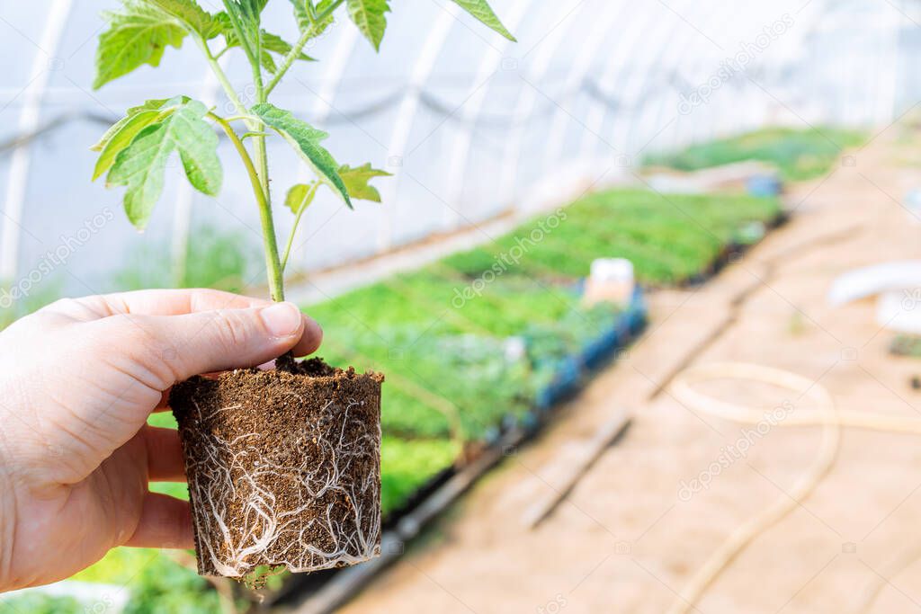 A man holds a tomato seedling with a healthy root system in a greenhouse.