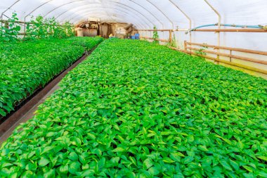 Serada çok sayıda biber tohumu yetişiyor..